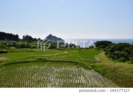 新潟六月佐渡的稻田 104177327