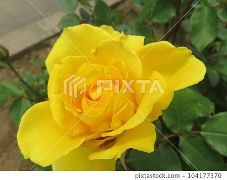 黃玫瑰花 104177370
