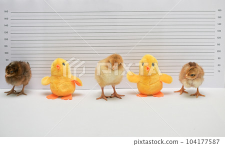Real and Toy Chicken Posing For Mug Shot At Police Station 104177587
