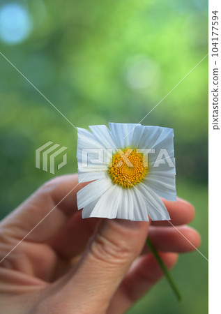 Daisy square flower 104177594