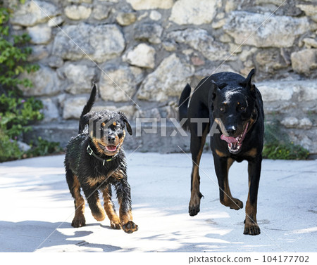 puppy rottweiler and beauceron 104177702