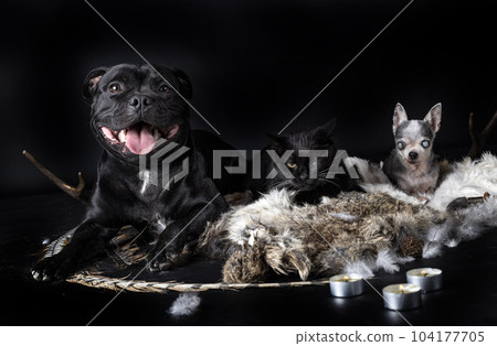 dogs, cat and voodoo dogs, cat and voodoo 104177705