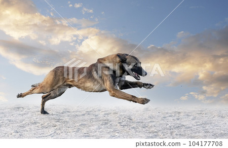 training of belgian shepherd 104177708