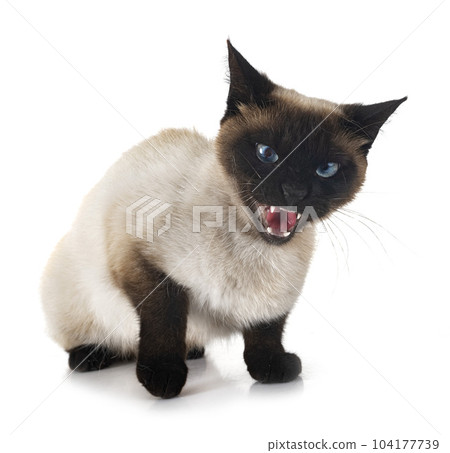siamese cat in studio siamese cat in studio 104177739
