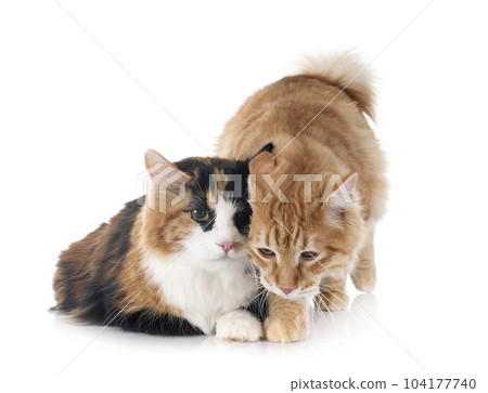 Kurilian Bobtails in studio Kurilian Bobtails in studio 104177740