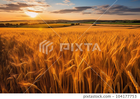 golden wheat field golden wheat field 104177753