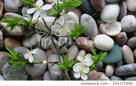 Closeup Shot Of Thin Blossoming Cherry Tree Branch On A Smooth Pebbles 104177900
