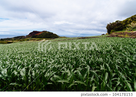 Corn plantation next to an old volcano in a traditional countryside landscape on the island of Terceira 104178153