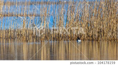Single Common Goldeneye(Bucephala clangula) male in water Single Common Goldeneye(Bucephala clangula) male in water 104178159