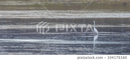 Lonely Great egret (Ardea alba) in springtime water 104178160