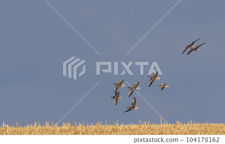 Flock of wild White-fronted geese(Anser albifrons) in flight 104178162