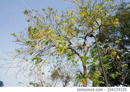 在泰國曼谷 Benjakitti 森林公園拍攝的金色淋浴（泰國國花） 104178185