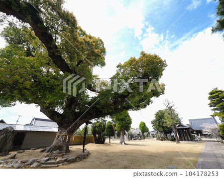 The 76th Fudasho, Konzoji Temple [Konzoji Town, Zentsuji City, Kagawa Prefecture] Sacred tree 104178253
