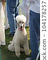 White poodle dog at the Geneva Polo Club 104178257