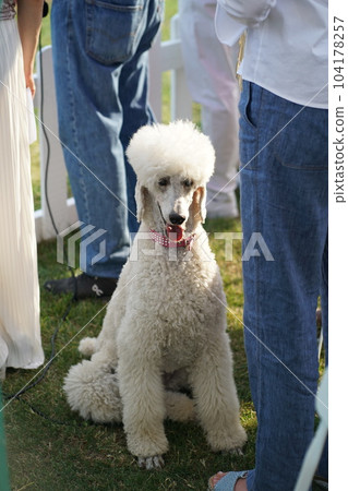 White poodle dog at the Geneva Polo Club 104178257