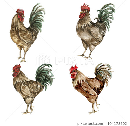 Watercolor drawing cock. Hand drawn rooster, artistic painting illustration of fowl. Watercolor illustration of hen. Perfect for wedding invitation, greetings card, posters. 104178302