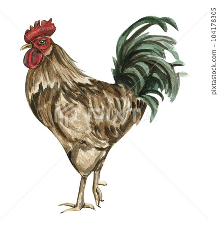 Watercolor drawing cock. Hand drawn rooster, artistic painting illustration of fowl. Watercolor illustration of hen. Perfect for wedding invitation, greetings card, posters. Watercolor drawing cock. Hand drawn rooster, artistic painting illustration of fowl. Watercolor illustration of hen. Perfect for wedding invitation, greetings card, posters. 104178305