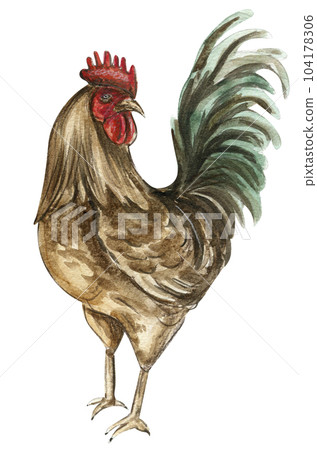Watercolor drawing cock. Hand drawn rooster, artistic painting illustration of fowl. Watercolor illustration of hen. Perfect for wedding invitation, greetings card, posters. 104178306