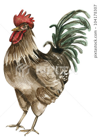 Watercolor drawing cock. Hand drawn rooster, artistic painting illustration of fowl. Watercolor illustration of hen. Perfect for wedding invitation, greetings card, posters. Watercolor drawing cock. Hand drawn rooster, artistic painting illustration of fowl. Watercolor illustration of hen. Perfect for wedding invitation, greetings card, posters. 104178307