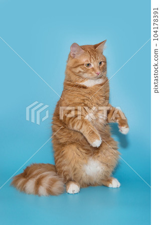 Portrait of a big red cat on a blue background 104178391