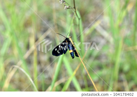 Almata or common false moth, black butterfly. Almata or common false moth, black butterfly. 104178402