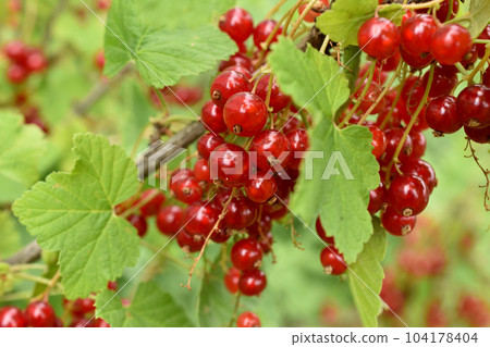 Red currant bush with berries. 104178404