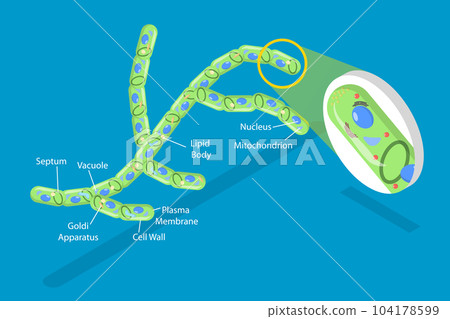 3D Isometric Flat Vector Conceptual Illustration of Fungi Cell 104178599