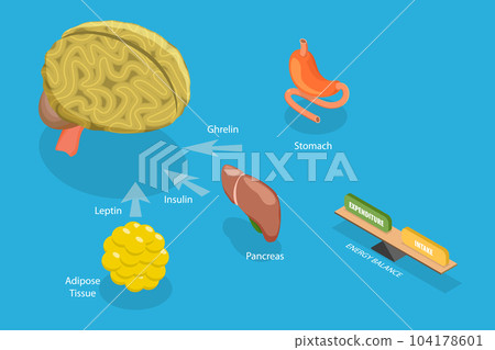 3D Isometric Flat Vector Conceptual Illustration of Control Of Food Intake 104178601
