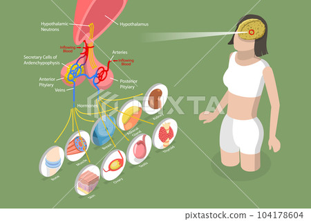 3D Isometric Flat Vector Conceptual Illustration of Pituary Gland 3D Isometric Flat Vector Conceptual Illustration of Pituary Gland 104178604