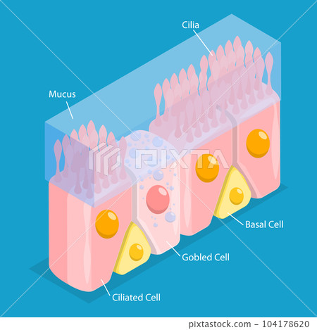 3D Isometric Flat Vector Conceptual Illustration of Nasal Mucosa Cells 104178620