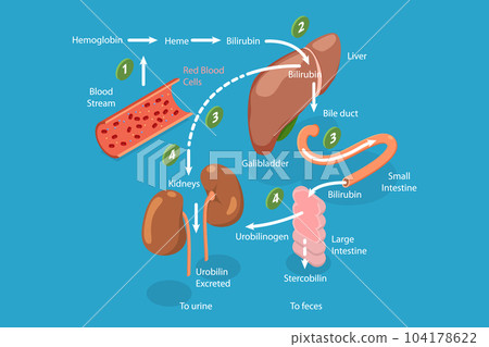 3D Isometric Flat Vector Conceptual Illustration of Heme Catabolism 104178622