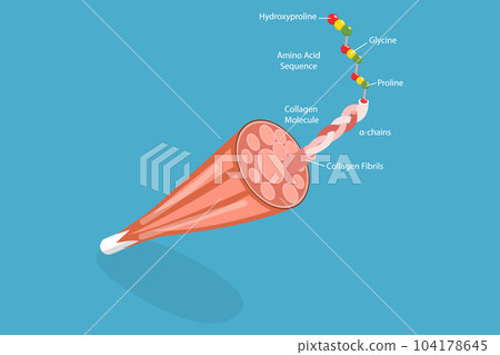 3D Isometric Flat Vector Conceptual Illustration of Collagen Anatomy 3D Isometric Flat Vector Conceptual Illustration of Collagen Anatomy 104178645