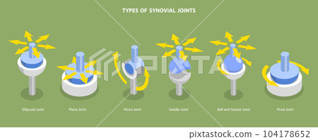 3D Isometric Flat Vector Conceptual Illustration of Types Of Synovial Joints 3D Isometric Flat Vector Conceptual Illustration of Types Of Synovial Joints 104178652