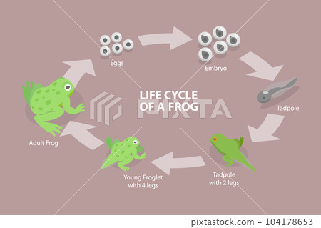 3D Isometric Flat Vector Conceptual Illustration of Life Cycle Of A Frog 3D Isometric Flat Vector Conceptual Illustration of Life Cycle Of A Frog 104178653
