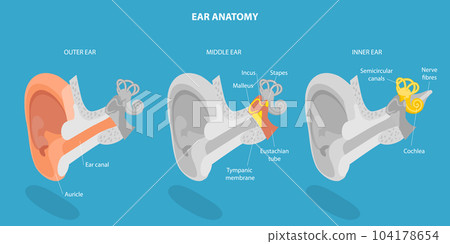 3D Isometric Flat Vector Conceptual Illustration of Human Ear Anatomy 104178654