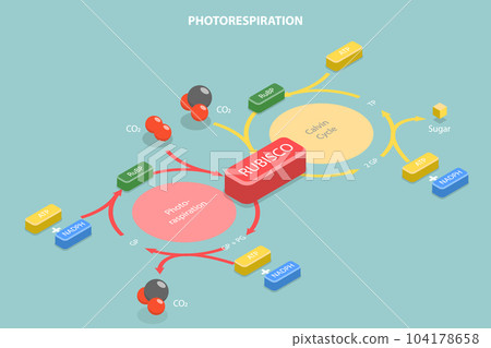 3D Isometric Flat Vector Conceptual Illustration of Photorespiration 104178658