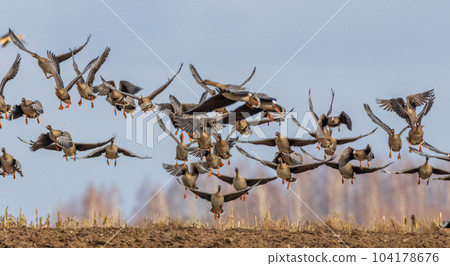 Flock of Greater White-fronted Goosetakes flight  104178676