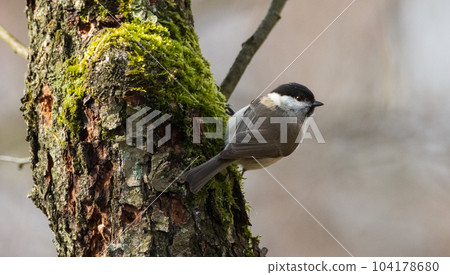 Willow tit (Poecile montanus) closeup in spring Willow tit (Poecile montanus) closeup in spring 104178680