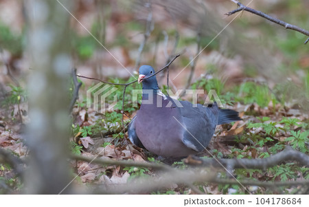 Common Wood Pigeon (Columba palumbus) in ground  104178684