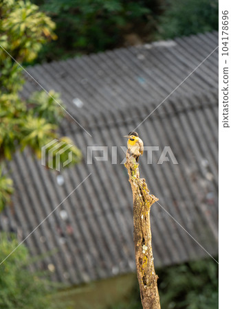Yellow and Black Woodpecker on a Dry Tree Trunk in Urban Surroundings 104178696