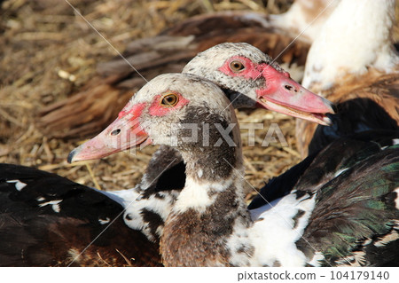 Two muscovy ducks have a rest in poultry. Duck friendship. Couple of beloved 104179140