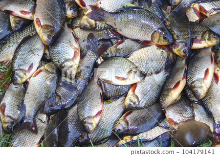 Caught crucians. Successful fishing. Fresh fish carp Caught crucians. Successful fishing. Fresh fish carp 104179141