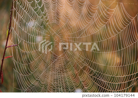 Spider's web closeup with drops of dew at dawn. House of spider Spider's web closeup with drops of dew at dawn. House of spider 104179144