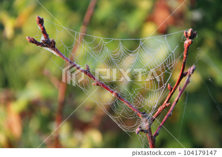 Wet spider's web on branch closeup with drops of dew. House of spider Wet spider's web on branch closeup with drops of dew. House of spider 104179147