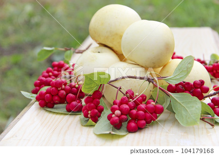 Schisandra and white apples. Still life with ripe schizandra and apples Schisandra and white apples. Still life with ripe schizandra and apples 104179168