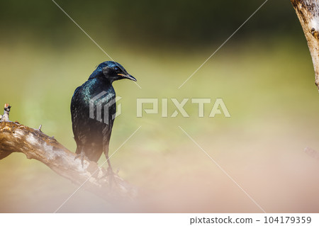 Burchell Glossy Starling in Kruger National park, South Africa Burchell Glossy Starling in Kruger National park, South Africa 104179359