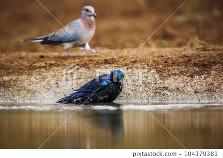 Cape Glossy Starling in Kruger National park, South Africa Cape Glossy Starling in Kruger National park, South Africa 104179381