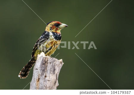 Crested Barbet in Kruger National park, South Africa Crested Barbet in Kruger National park, South Africa 104179387