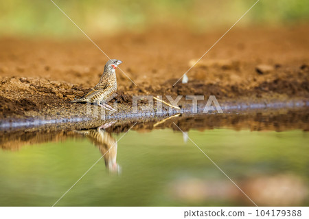 Cut throat finch in Kruger National park, South Africa 104179388