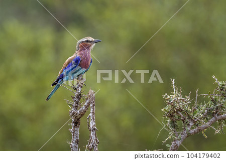Lilac breasted roller in Kruger National park, South Africa 104179402